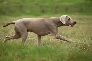 Weimaraners: Dog - Weimaraner