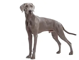 Weimaraners: Dog - Weimaraner