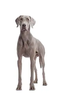 Weimaraners: Dog - Weimaraner