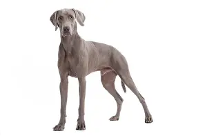 Weimaraners: Dog - Weimaraner