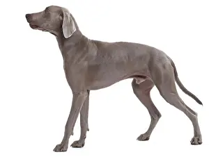 Weimaraners: Dog - Weimaraner