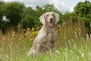 Weinaraners: DOG - Weimaraner