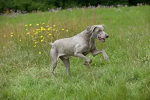 Weinaraners: DOG - Weimaraner