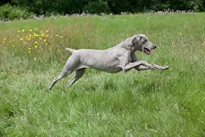 Weinaraners: DOG - Weimaraner