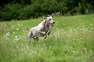 Weinaraners: DOG - Weimaraner