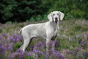 Weinaraners: DOG - Weimaraner
