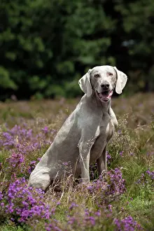 Weinaraners: DOG - Weimaraner