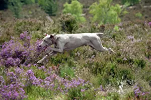 Weinaraners: DOG - Weimaraner