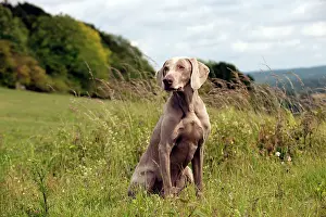Weinaraners: DOG - Weimaraner
