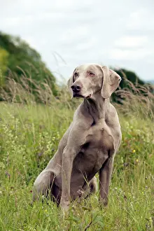 Weinaraners: DOG - Weimaraner
