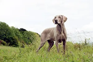 Weinaraners: DOG - Weimaraner