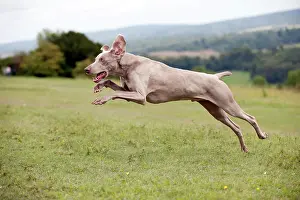 Agile: DOG - Weimaraner