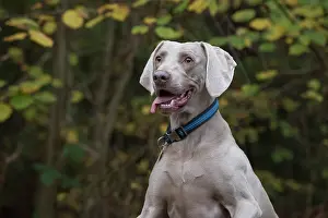 Weimaraners: Dog Weimaraner