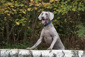 Weimaraners: Dog Weimaraner