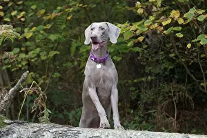 Weimaraners: Dog Weimaraner