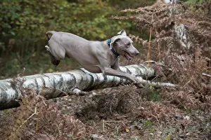 Weimaraners: Dog Weimaraner