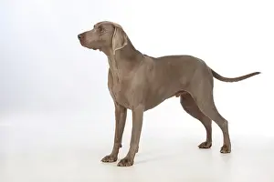 Weimaraners: Dog Weimaraner