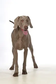 Weimaraners: Dog Weimaraner