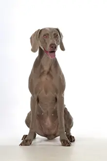 Weimaraners: Dog Weimaraner