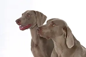 Weimaraners: Dog Weimaraner