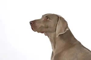 Weimaraners: Dog Weimaraner