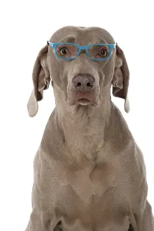 Weimaraners: Dog Weimaraner