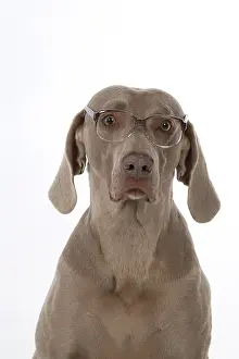 Weimaraners: Dog Weimaraner