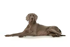 Weimaraners: Dog Weimaraner