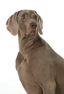 Weimaraners: Dog Weimaraner