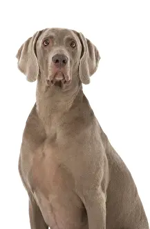 Weimaraners: Dog Weimaraner