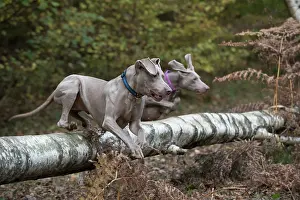 Weimaraner: Dog Weimaraner