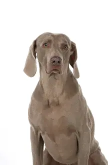 Weimaraner: Dog Weimaraner