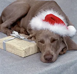 DOG - Weimaraner asleep wearing Christmas hat
