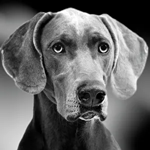 Thoughtful: Dog - Weimaraner. Black & White