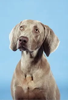 Weimaraner: Dog - Weimaraner, close-up of head