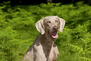 Weinaraners: DOG - Weimaraner (head shot)