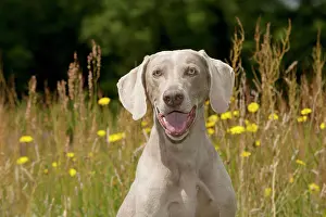 Weinaraners: DOG - Weimaraner (head shot)