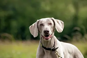 Weinaraners: DOG - Weimaraner (head shot)