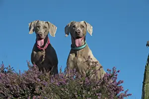 Wiemaraners: Dog Weimaraner in heather