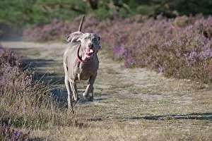 Wiemaraners: Dog Weimaraner in heather