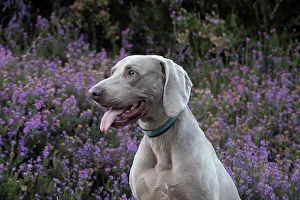 Weimaraner: Dog Weimaraner in heather