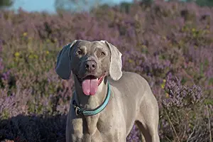 Weimaraner: Dog Weimaraner in heather