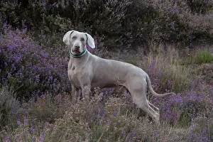 Weimaraner: Dog Weimaraner in heather