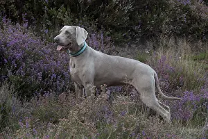 Weimaraner: Dog Weimaraner in heather
