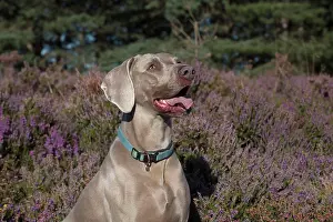Weimaraner: Dog Weimaraner in heather