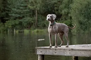 Wiemaraners: Dog Weimaraner on a jetty with pond