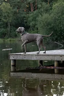 Wiemaraners: Dog Weimaraner on a jetty with pond