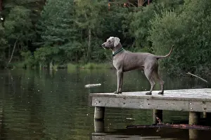 Weimaraner: Dog Weimaraner on a jetty with pond