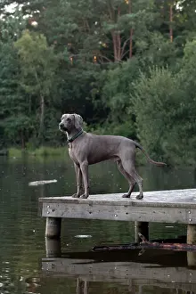 Weimaraner: Dog Weimaraner on a jetty with pond