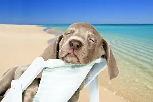 040718: DOG. Weimaraner laying in deck chair on beach. Digital